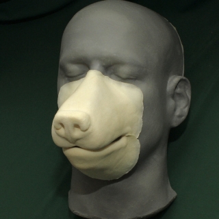 A foam latex wolf muzzle prosthetic placed on a platic human face cast.