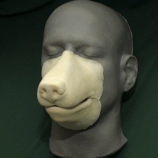 Medium Coyote / Wolf Muzzle foam latex prosthetic A foam latex wolf muzzle prosthetic placed on a platic human face cast.