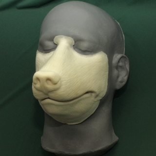 A foam latex wolf muzzle prosthetic placed on a platic human face cast.