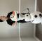  Olaf puppet rental from Savage Theatrics 