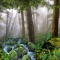 Grosh Backdrops Forest Panel 1 is used in productions of Into the Woods, Beauty and the Beast, Lion King, and Brigadoon