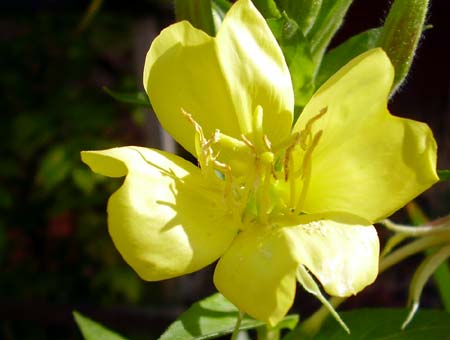 Evening Primrose